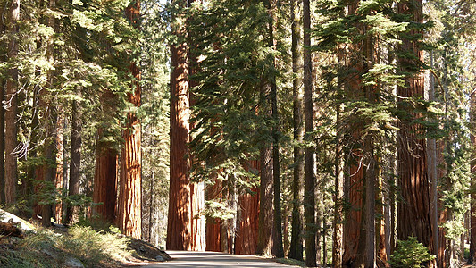 红杉林 美国北加州国家公园的红木树 国王峡谷附近的古老林地 徒步旅行和远足旅游 独特的拉格雷针叶松 树干粗大游客针叶荒野松树树林图片