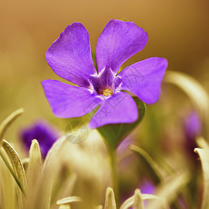 美丽的紫色春天花朵 有丰富多彩的自然背景 在草地上春时绣球花薰衣草季节宏观礼物花束花园园艺植物蓝色图片
