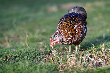 在院子里寻找食物的棕褐色母鸡棕色农场公鸡斑点小鸡家禽农业动物梳子绿色图片