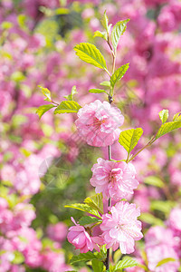 大自然的宏观照片粉红樱花紫色植物群灌木午餐园艺叶子花园衬套花瓣植物图片