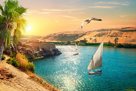 鸟在帆船之上沙漠冒险爬坡村庄全景海鸥太阳日落三桅棕榈图片