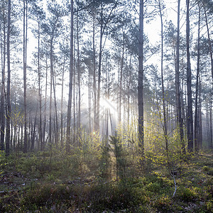 清晨的阳光照亮了新叶子 春天在林干之间木头公园太阳林地环境植物自然小路树叶树木图片