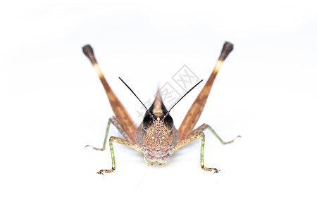 甘蔗白蝗虫在白色背景上被孤立的图像 昆虫动物微分漏洞植物生物学天线环境翅膀花园动物群昆虫学图片