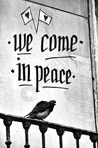 鸽子在阳台上写着和平信息女性灰色天堂自由鸽舍航班信仰梦幻鸟类赛车图片