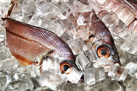 有冰的鲜鱼出售海鲜食物眼睛边界冷藏钓鱼海洋鲭鱼架子市场图片