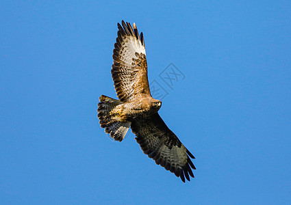 一条常见的秃鹰(丁型 buteo)图片