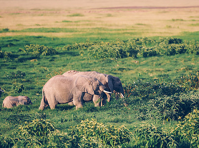 Amboseli国家公园大象 肯尼亚 非洲公园大草原场景国家动物哺乳动物家庭野生动物獠牙食草图片