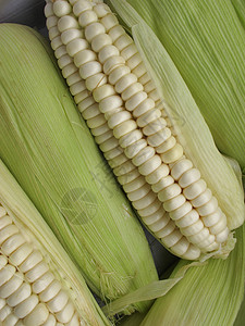 圆形蜘蛛背景谷物市场叶子玉米芯棒子食物收成粮食照片饮食图片