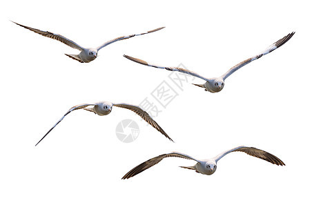 四只白海鸥飞翔图片