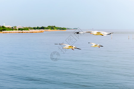 特写三海鸥在海上飞行图片