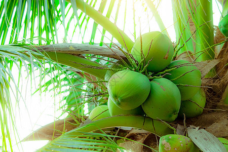 椰子树上的一串椰子 热带水果 有绿色叶子和果子的棕榈树 泰国的椰子树 椰子种植园 农业农场 夏季有机饮品 外来植物棕榈坚果花园果图片