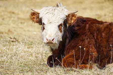 年轻的钱德勒赫里福德奶牛肖像 棕色和白色油漆牛 可爱的白头橙牛家畜宠物干草农业动物农村母带干旱橙子女性图片