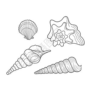 贝壳矢量集 海洋套装 贝壳不同形式的集合 雕刻线的手绘插图 请柬的设计元素贺卡海报横幅传单等图片
