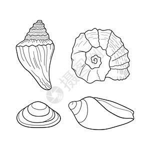 贝壳矢量集 贝壳不同形式的集合 海洋套装 雕刻线的手绘插图 请柬的设计元素贺卡海报横幅传单等图片