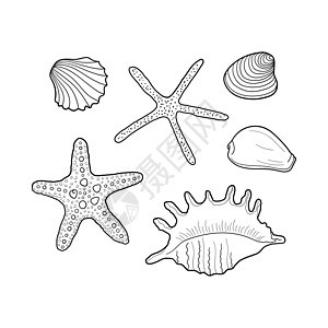 贝壳矢量集 贝壳不同形式的集合 雕刻线的手绘插图 海洋套装 请柬的设计元素贺卡海报横幅传单等图片