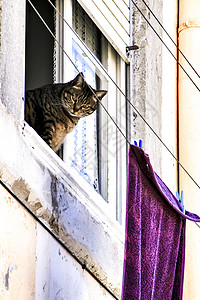 在里斯本的窗外倾斜猫科动物爪子哺乳动物宠物木质玻璃动物小猫建筑学猫咪图片