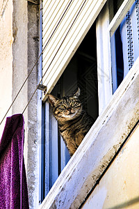 在里斯本的窗外倾斜毛皮毛巾猫科动物爪子窗台动物木质谷仓好奇心小猫图片