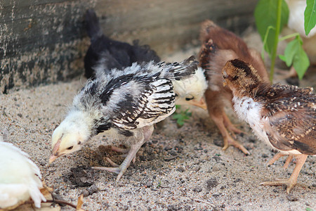 蓝沙中的班坦小鸡群野生动物家禽免费宠物家畜婴儿动物公鸡小鸡主题图片