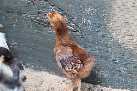 年轻的Bantam小宝宝 Bantam红红色棕褐色公鸡 在沙滩上的小鸡图片