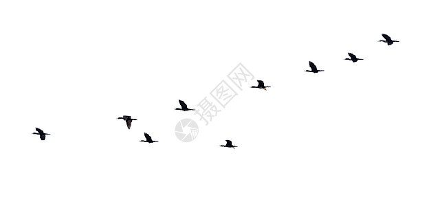轮光鸟群连续飞翔创造力团队黑色团体白色动物高度自由生活野生动物图片