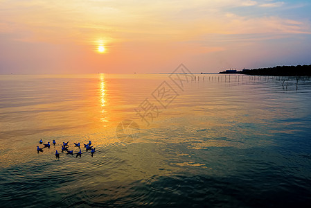 日落时 海鸥在海上漂浮场景海洋蓝色鸟类太阳海岸天空风景橙子浮力图片