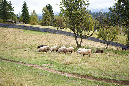 喀尔巴阡山脉脚下牧羊场的一锁绵羊场地农村高地国家旅游农业草地羊毛农场爬坡图片