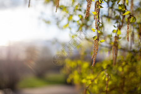 美丽的阳光明媚的风景 树枝和树枝上的猫皮柳絮木头森林季节公园植物群生活植物耳环小枝图片