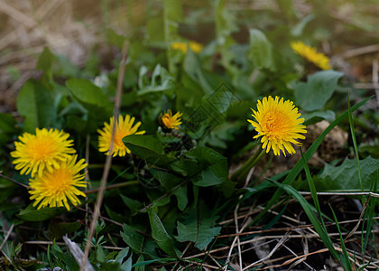 春日绿草中黄黄的花朵荒野昆虫宏观杂草花园植物群绿色草地植物黄色图片