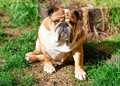 红英英国公牛犬在阳光明媚的白天站在干草地上散步棕色犬类哺乳动物小狗斗牛犬宠物牛犬足迹动物朋友图片