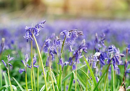 在阳光明媚的白天 在森林中的草原上花朵绿色植物蓝色季节紫色森林植物群场地花园草地图片
