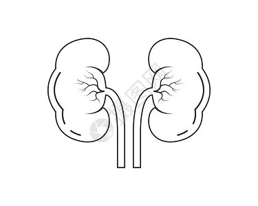 肾图标矢量图设计肾载体医疗艺术肾图生物器官泌尿科医生疾病癌症图片