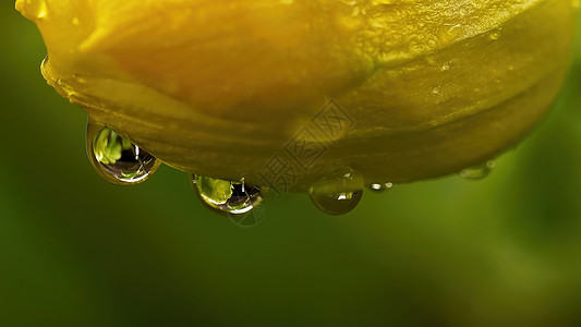 花朵上的雨滴圆形宏观下雨黄色绿色花瓣图片