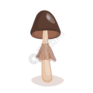 白色背景上隔离的蘑菇图标 可爱仙子蘑菇 包装 横幅 卡片和其他设计的模版矢量示意图 食品概念图片
