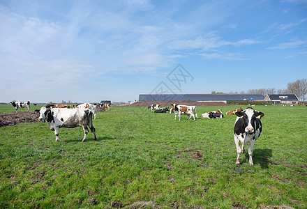 荷兰乌得勒支和古达之间草地上的斑点奶牛和农场家畜植物草原农村场地土地晴天哺乳动物农田牧场图片