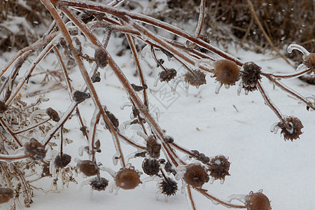 一群冰雪覆盖的植物在冬天特写图片