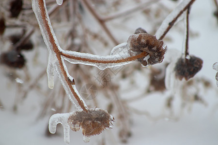 冰雪覆盖的植物在冬天特写图片