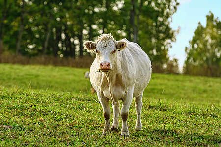 牛在牧场上牧草饲养场奶制品农村食草田园草原奶牛哺乳动物农村经济图片