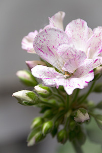 白色和粉红色的花花园生长植物学植物园艺绿色植物群观赏葵花粉色图片