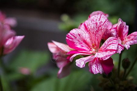 白色和粉红色的花红色粉色园艺观赏植物群生长花瓣葵花花园植物学图片