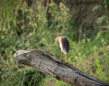 印度池塘草原或稻田鸟动物群国家羽毛野生动物灰色沼泽热带水鸟动物稻田图片