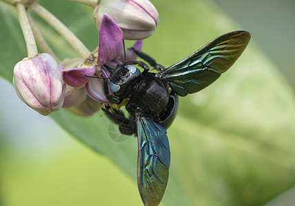 或索多玛花苹果上的木蜂漏洞花园木头蓝色蜜蜂叶子紫色植物野生动物昆虫图片