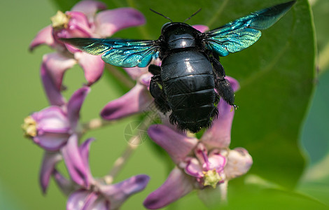 或索多玛花苹果上的木蜂蜜蜂叶子野生动物漏洞翅膀紫色宏观木头木匠植物图片