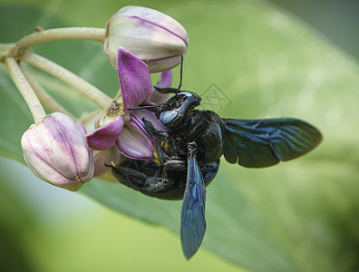 或索多玛花苹果上的木蜂昆虫蜜蜂木头动物翅膀木匠热带花园宏观蓝色图片