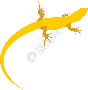 平面样式中的 Triton 图标眼睛尾巴捕食者动物爬虫动物群动物学沼泽蝾螈环境图片