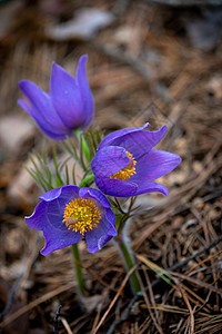 Pulsatilla 圆花或东方烤花专利权紫丁香生长草本植物植物群蓝色草原野花白头翁季节图片