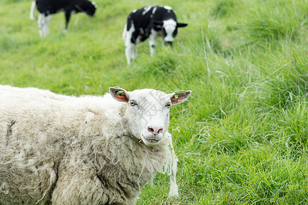 羊群与羊羔同在草地上图片