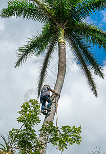 成年男子爬上椰子树去吃可可坚果技术棕榈森林收获树干椰子天空水果热带植物图片