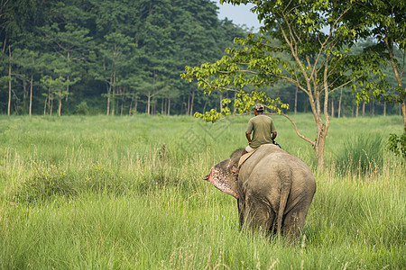 骑自行车的大象骑着母象的马赫特或大象骑手野生动物旅行男人荒野牛人哺乳动物游客培训师森林守门员背景