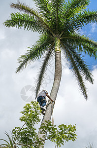 成年男子爬上椰子树去吃可可坚果树木森林椰子树干男性收获热带蓝色棕榈叶子图片