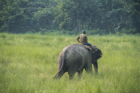 骑着母象的马赫特或大象骑手游客哺乳动物守门员牛人荒野森林驯象师野生动物司机象牙图片